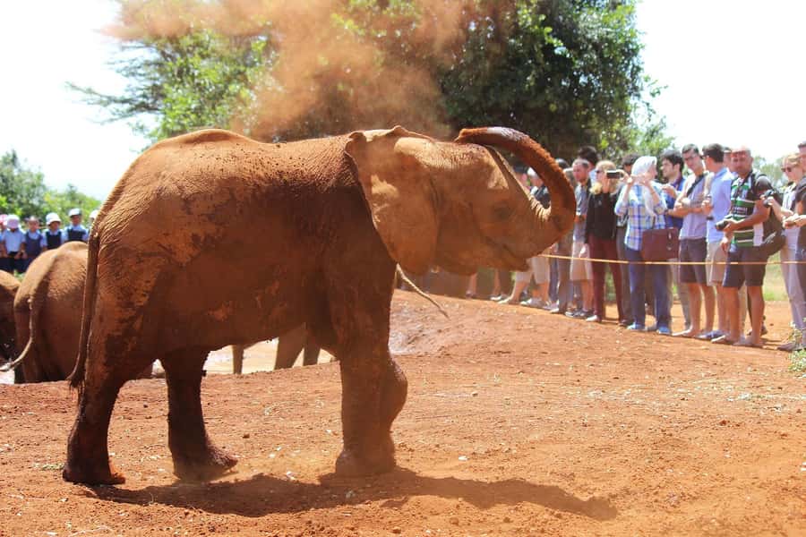 From Nairobi: Elephant Orphanage and Giraffe Center Day Trip - Kobe Beads adds a human story