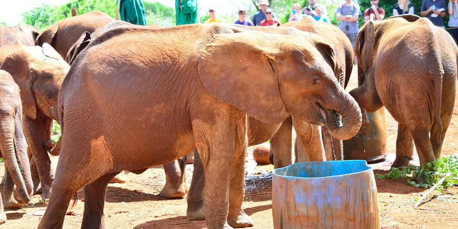 From Nairobi: Elephant Orphanage and Giraffe Center Day Trip - Practical ways to make the day better