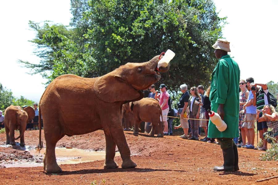 From Nairobi: Elephant Orphanage and Giraffe Center Day Trip - Start with giraffes at the Giraffe Centre