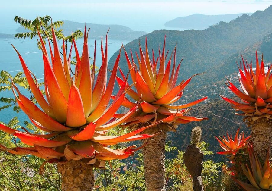 From Nice: Eze, Monaco, and Monte Carlo Half-Day Trip - Who should book this tour?