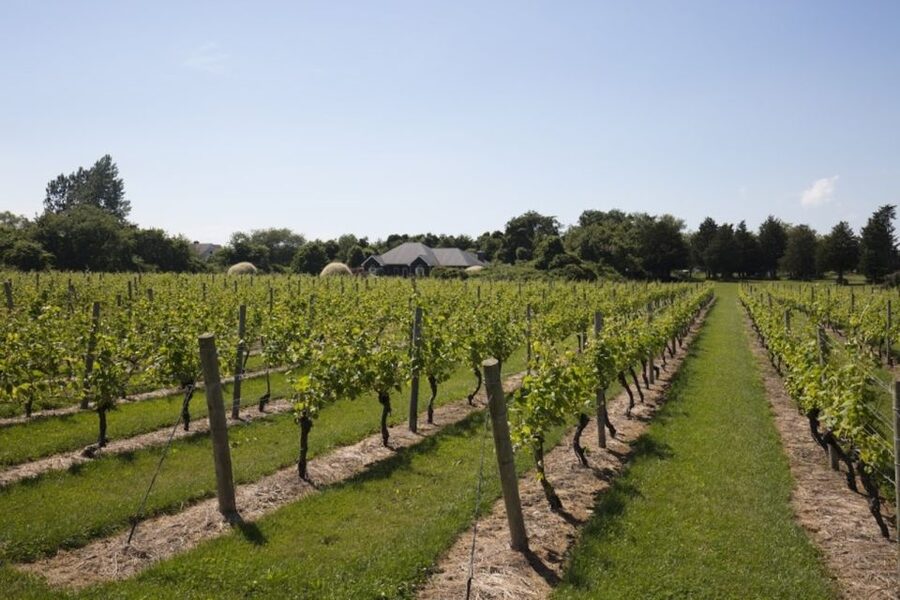 From NYC: Hamptons, Sag Harbor, and Outlet Shopping Day Trip - Southampton and the art of seeing where the wealthy spend summer