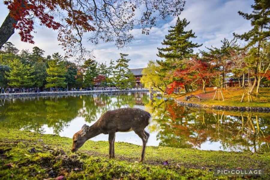 From Osaka/Kyoto: Private Kyoto & Nara Day Trip with Pickup - Kinkaku-ji and its gold-leaf exterior