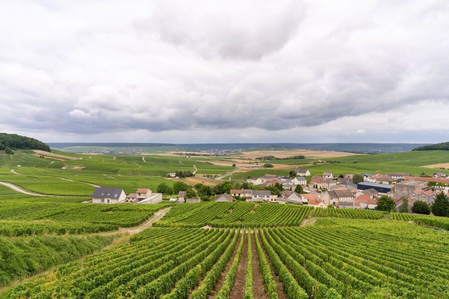 From Paris: Day Trip to Champagne with 8 Tastings & Lunch - The second producer and a different point of view