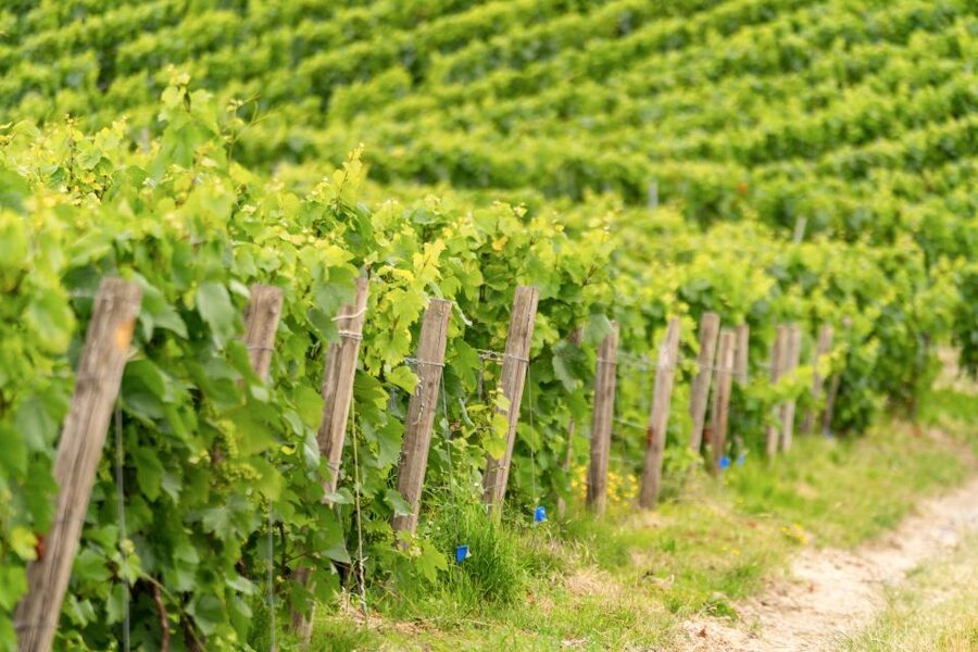 From Paris: Day Trip to Champagne with 8 Tastings & Lunch - Who should book this day?