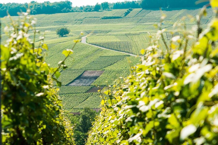 From Paris: Small-Group Champagne Day Trip with Six Tastings - Why this Champagne trip is worth a day from Paris