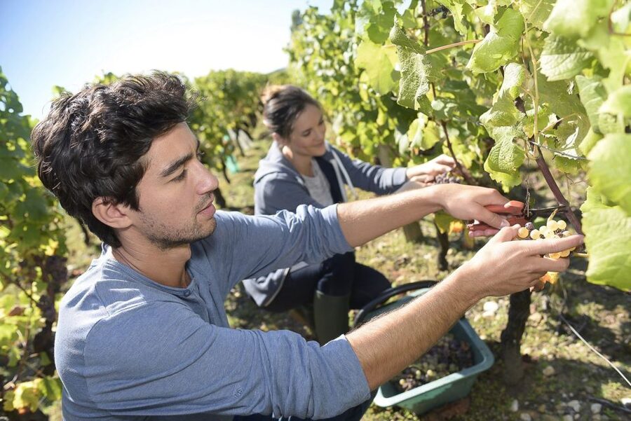 From Paris: Small-Group Champagne Day Trip with Six Tastings - Nicolas Feuillatte and Champagne at a larger scale