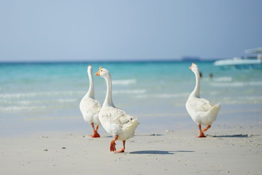 From Pattaya/Bangkok: Island Day Trip with Beach Activities - Hardtien and beach time between the thrills