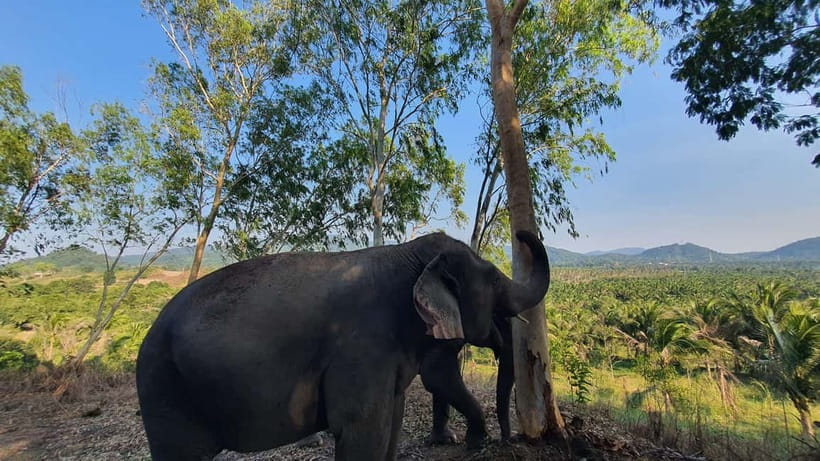 From Pattaya: Living Green Elephant Sanctuary Day Trip - Why the elephant policy matters here