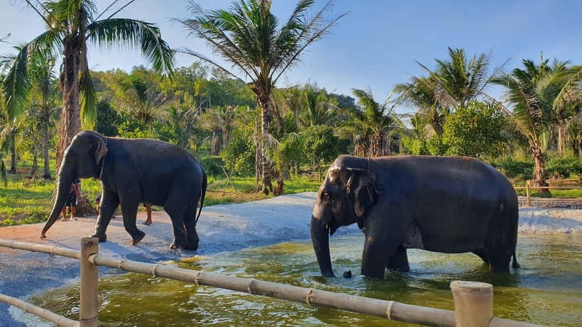 From Pattaya: Living Green Elephant Sanctuary Day Trip - Feeding the rescued elephants