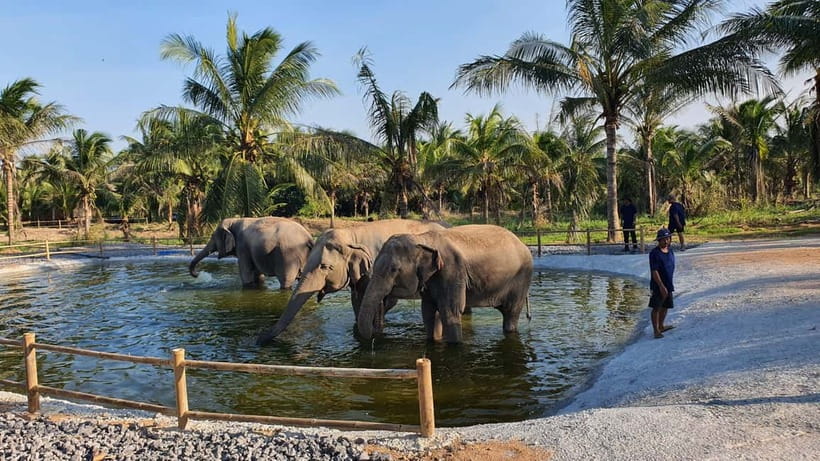 From Pattaya: Living Green Elephant Sanctuary Day Trip - Ancient Pad Thai, watermelon, and a useful break