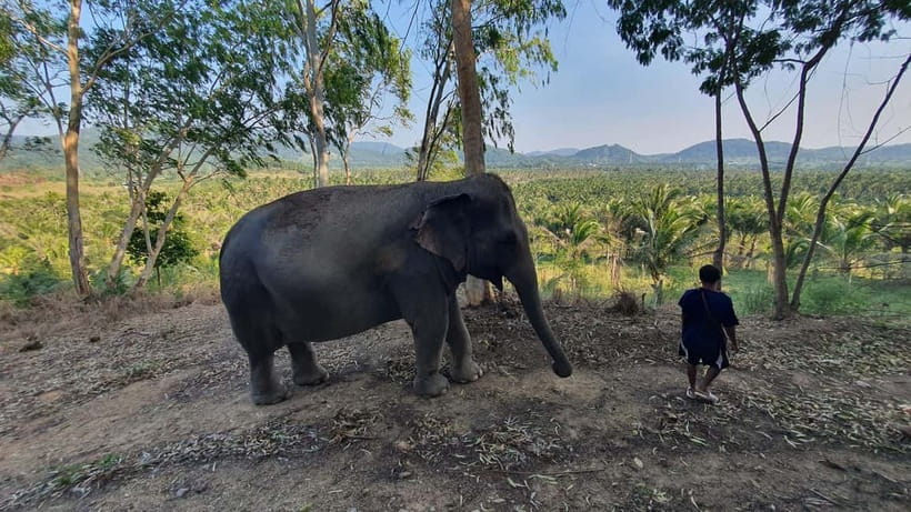 From Pattaya: Living Green Elephant Sanctuary Day Trip - How much value do you get for $57?