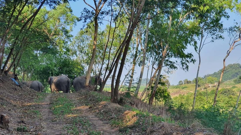 From Pattaya: Living Green Elephant Sanctuary Day Trip - The 45-minute ride from Pattaya to the sanctuary