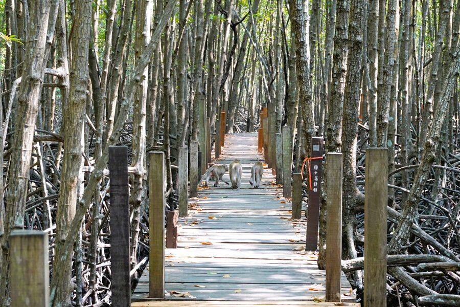 From Pattaya: Rayong Adventure Hike and Kayak Day Trip - The guide and the small-group difference