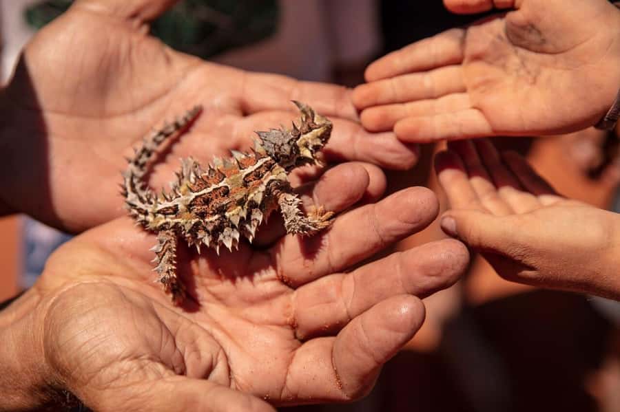 From Perth: Pinnacles Lobster Shack and Yanchep Day Trip - The guides make the long day easier