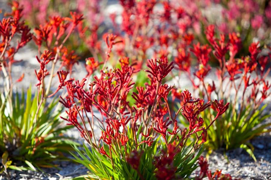 From Perth: Pinnacles Lobster Shack and Yanchep Day Trip - Timing, pickup, and comfort