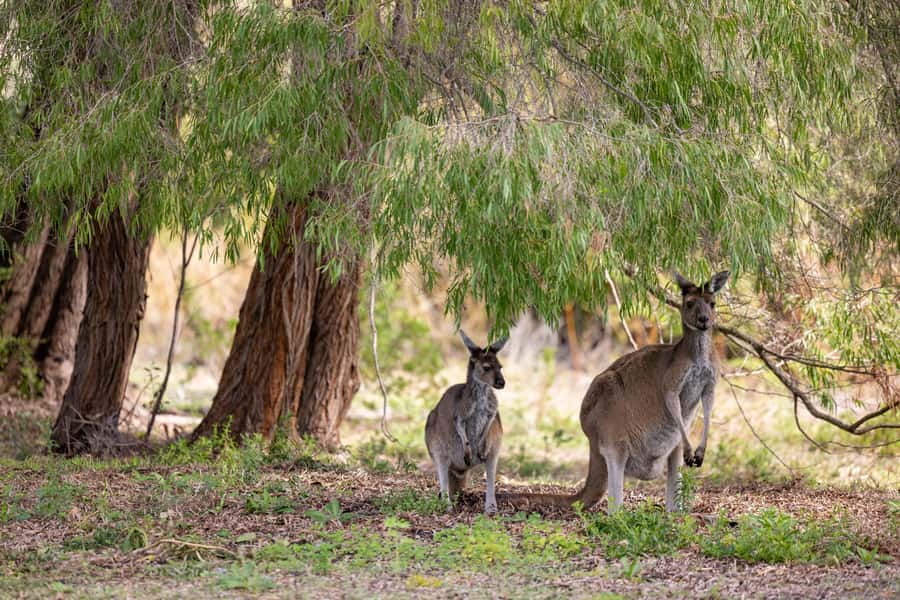 From Perth: Pinnacles Lobster Shack and Yanchep Day Trip - Is $130 good value?