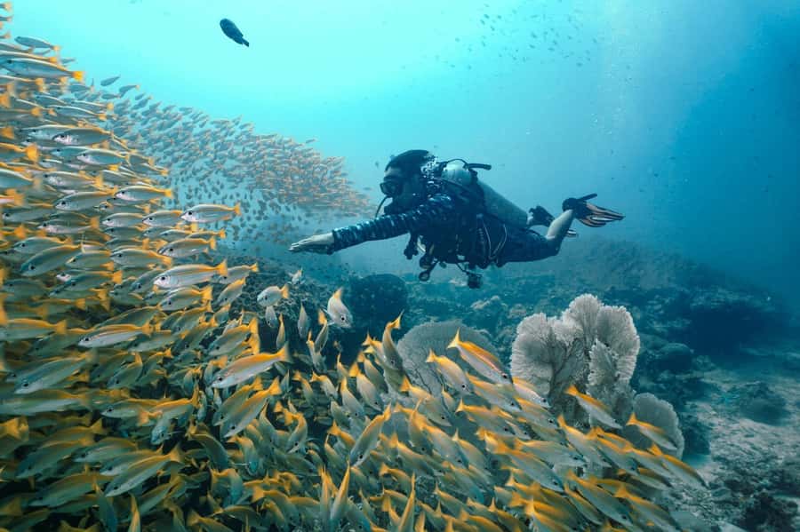 From Phi Phi: Beginner Scuba Diving Day Trip with 2 Dives - Before you arrive at Blue View Divers
