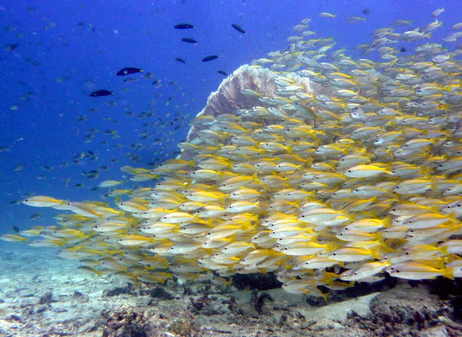From Phi Phi: Beginner Scuba Diving Day Trip with 2 Dives - Thai lunch and fresh fruit between sessions
