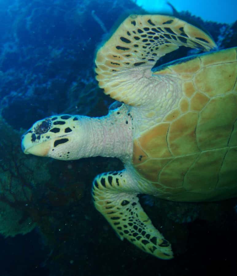 From Phi Phi: Beginner Scuba Diving Day Trip with 2 Dives - Second session around Phi Phi Leh