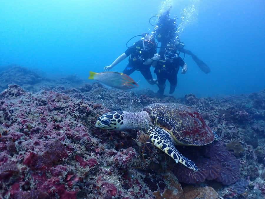 From Phi Phi: Beginner Scuba Diving Day Trip with 2 Dives - Returning to Phi Phi Don