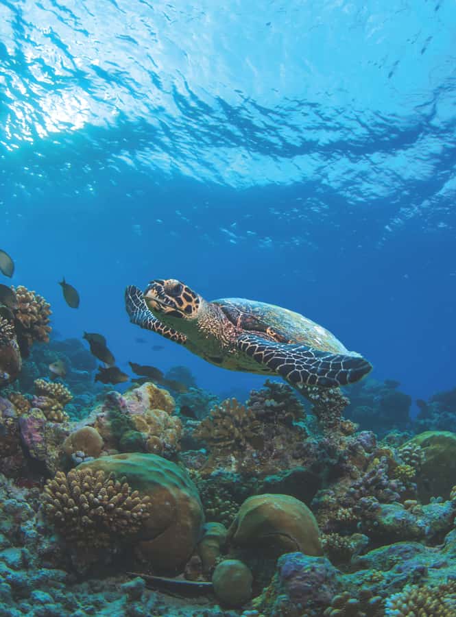 From Phuket or Khaolak : Similan Islands Day Trip - Quick points to know before booking