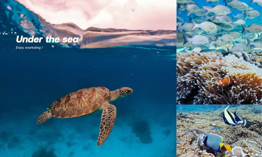 From Phuket or Khaolak : Similan Islands Day Trip - What the crew does well