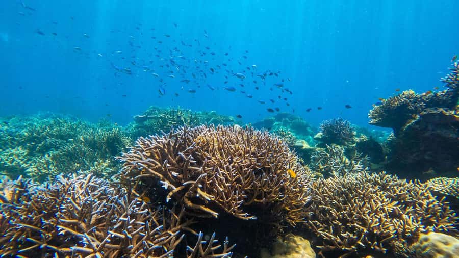 From Phuket or Khaolak: Surin Islands Day Trip - First water stop at Nemo or Pineapple Gulf