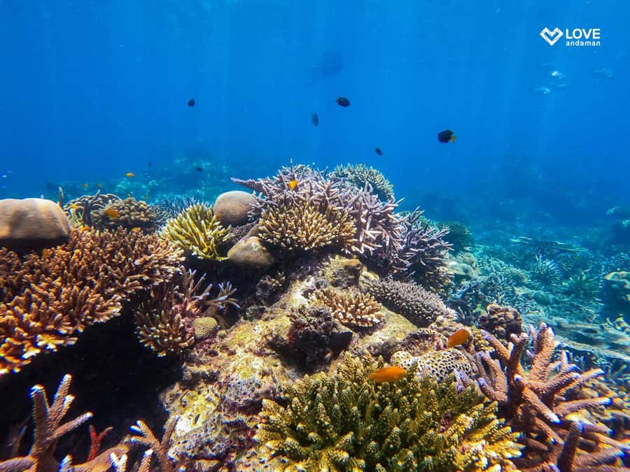 From Phuket or Khaolak: Surin Islands Day Trip - Guides, safety, and group comfort