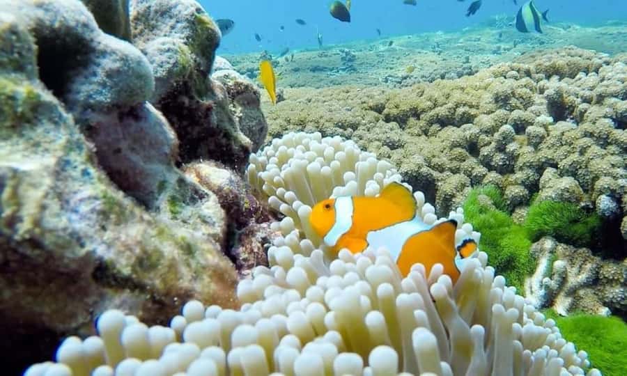 From Phuket: Similan Islands Day Trip - Friendly crews, firm schedules