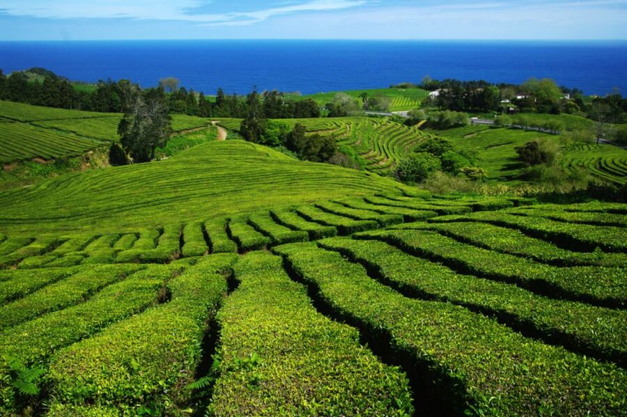 From Ponta Delgada: Lagoa do Fogo & Hot Springs Day Trip - Caldeira Velha: the relaxing finish