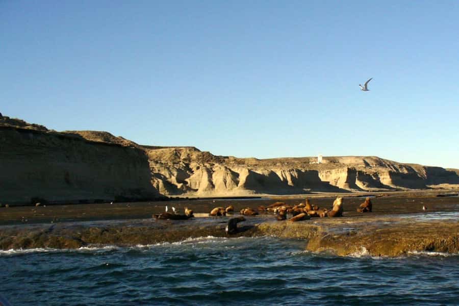 From Puerto Madryn: Full Day Excursion to Punta Tombo - Key points at a glance