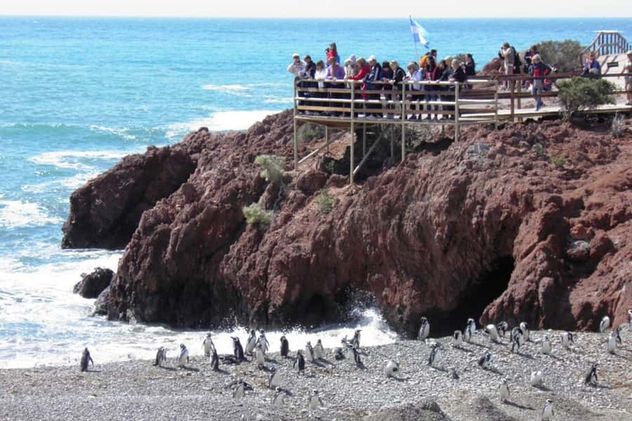 From Puerto Madryn: Full Day Excursion to Punta Tombo - Booking details worth checking