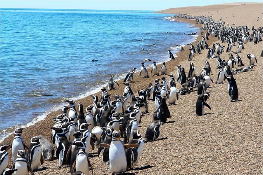 From Puerto Madryn: Full Day Excursion to Punta Tombo - Lunch at the reserve