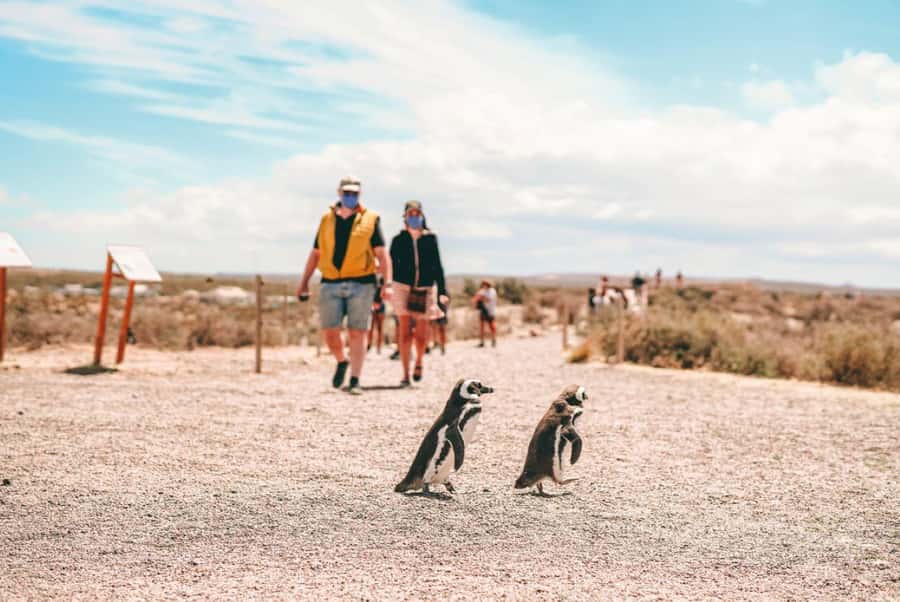 From Puerto Madryn: Full Day Excursion to Punta Tombo - What the $112 price really covers