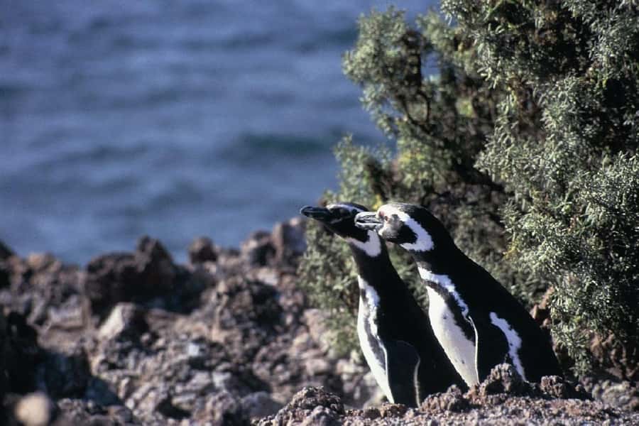 From Puerto Madryn: Full Day Excursion to Punta Tombo - Timing matters more than the headline duration