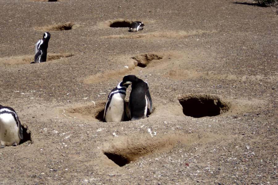 From Puerto Madryn: Full Day Excursion to Punta Tombo - The morning drive from Puerto Madryn