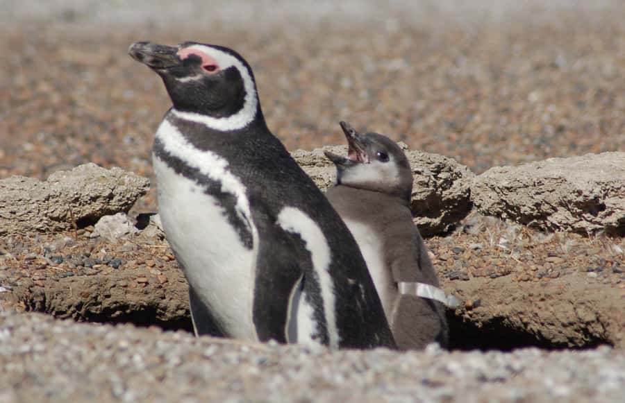 From Puerto Madryn: Penguin Tour & Península Valdés Day Trip - Key points to know before booking