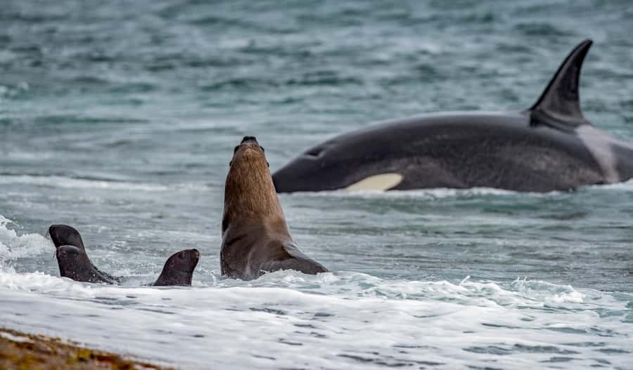 From Puerto Madryn: Penguin Tour & Península Valdés Day Trip - San Lorenzo Ranch and the penguin walk