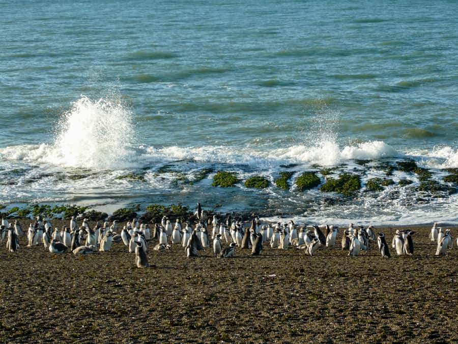 From Puerto Madryn: Penguin Tour & Península Valdés Day Trip - The Carlos Ameghino center puts the day in context