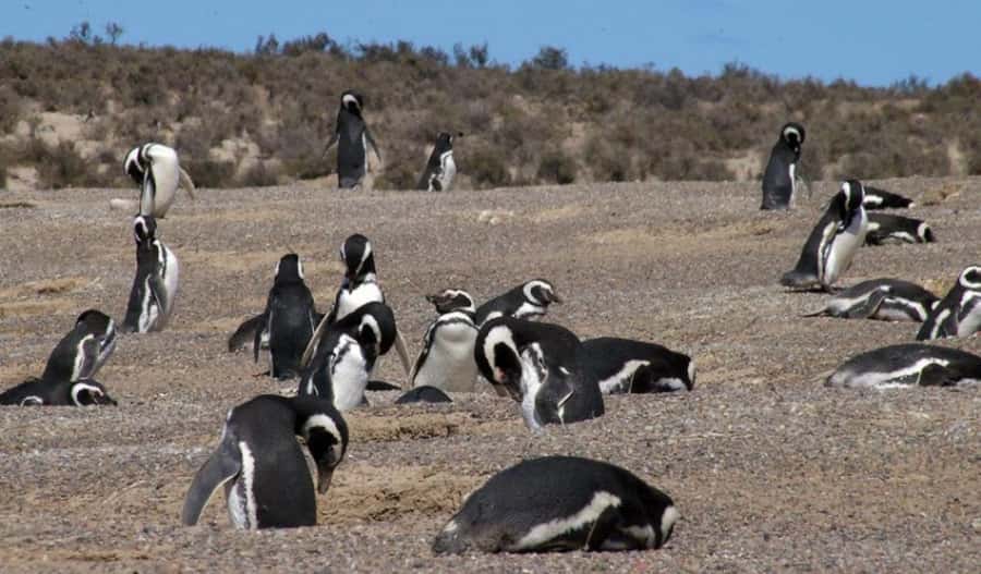 From Puerto Madryn: Penguin Tour & Península Valdés Day Trip - Is $198 a fair price?