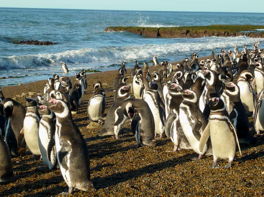 From Puerto Madryn: Penguin Tour & Península Valdés Day Trip - What to bring and what to expect