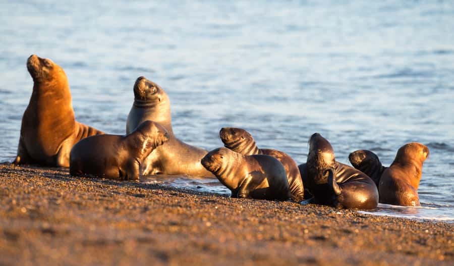 From Puerto Madryn: Penguin Tour & Península Valdés Day Trip - Who should book this experience?