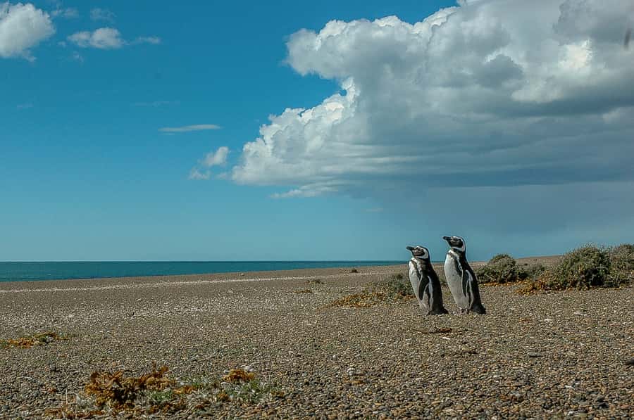 From Puerto Madryn: Penguin Tour & Península Valdés Day Trip - Puerto Pirámides begins the wildlife story