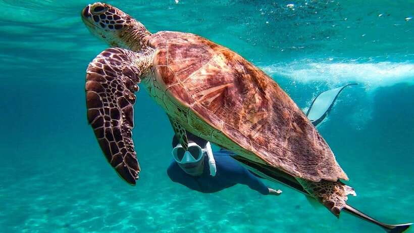 From Puerto Princesa: Port Barton & Island Hopping Day Trip - Turtle Spot depends on luck and patience
