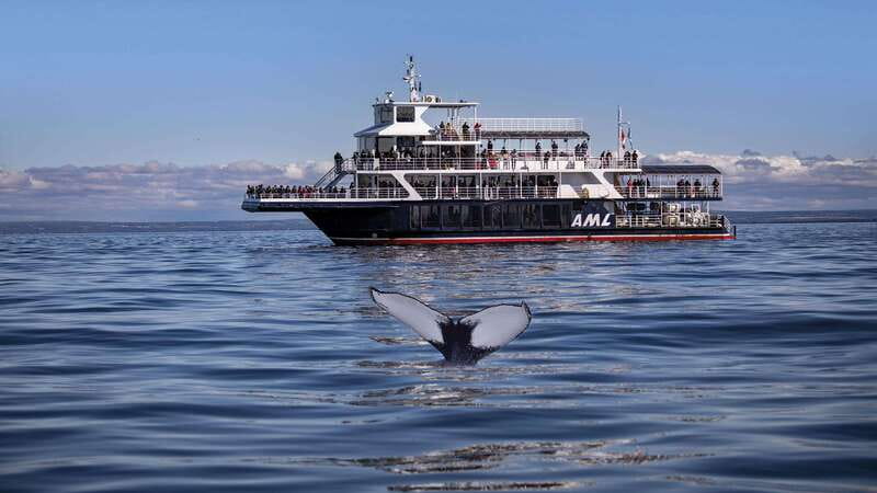 From Quebec City: Whale Watching Excursion Full-Day Trip - Choosing the large boat or the Zodiac
