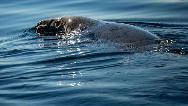 From Quebec City: Whale Watching Excursion Full-Day Trip - The Saguenay Fjord and the return route