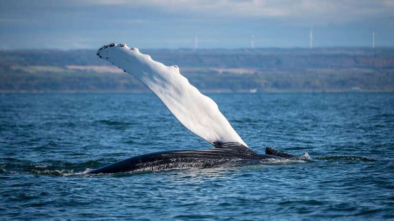 From Quebec City: Whale Watching Excursion Full-Day Trip - What $186 buys you