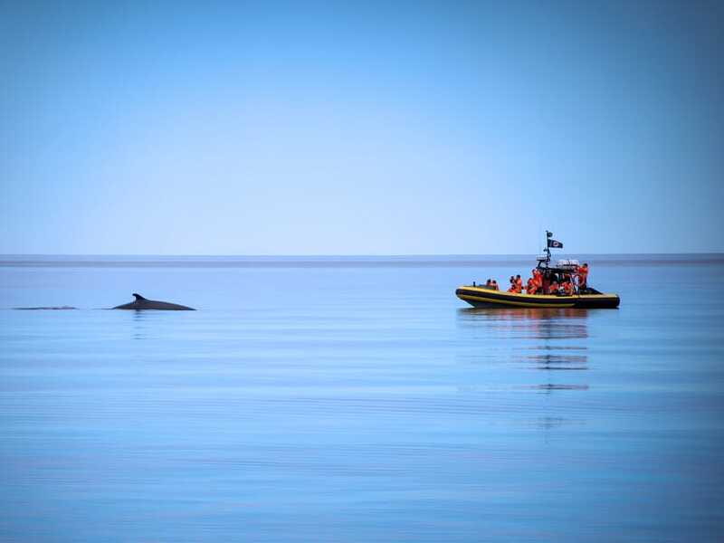 From Quebec City: Whale Watching Excursion Full-Day Trip - Should you book this whale watching trip?