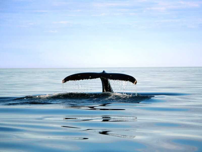 From Quebec City: Whale Watching Excursion Full-Day Trip - FAQ