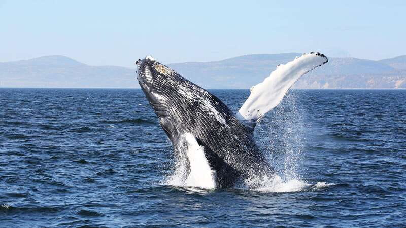 From Quebec City: Whale Watching Excursion Full-Day Trip - The Baie-Sainte-Catherine break